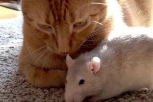 Nem hittünk a szemünknek: létezik barátság patkány és cica között?