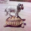 A teknős hátán utazó kutya