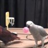 Kosarazó papagájok
