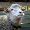 Játékos bárány - videó