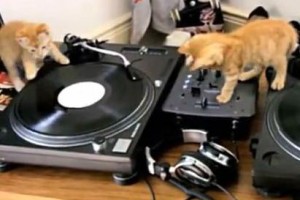 A három DJ cica -vicces videó