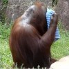 Vizes törölközővel hűsöl az orángután – vicces videó