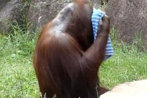 Vizes törölközővel hűsöl az orángután – vicces videó