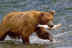 Halászó medvék - Webkamera ÉLŐBEN