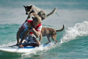 Nyári kutyás sport: szörf kutyával