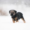 Első találkozás a hóval: így örül a kutya, macska, görény