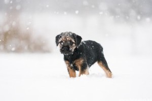 Első találkozás a hóval: így örül a kutya, macska, görény