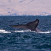 Jól járnak a japán bálnavadászok?