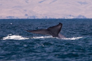 Jól járnak a japán bálnavadászok?