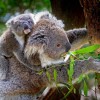 A koala (Phascolarctos cinereus)
