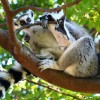 A gyűrűsfarkú maki (Lemur katta) - 2. rész