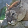A puma (1993 óta Puma concolor, előtte Felis concolor) élőhelye és szokásai