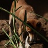 A dingó (Canis lupus dingo) – Ausztrália vad kutyája