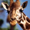 A zsiráf (Giraffa camelopardalis)