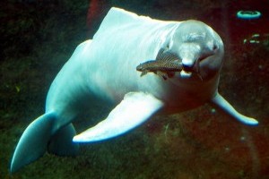 Az amazonasi folyami delfin vagy más néven inia, bufeo, tonina vagy boto (Inia geoffrensis)