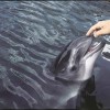 A barna delfin, vagy közönséges disznódelfin más néven közönséges barnadelfin (Phocoena phocoena)