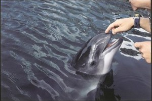 A barna delfin, vagy közönséges disznódelfin más néven közönséges barnadelfin (Phocoena phocoena)
