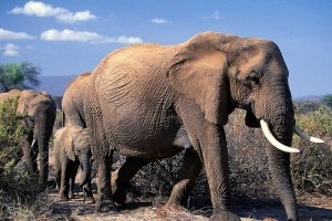 Az elefántok szaporodása