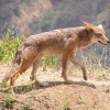 Ragadozók: a prérifarkas vagy kojot (Canis latrans)