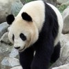 A panda az ember legújabb barátja?
