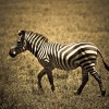 Milyen állat a zebra?