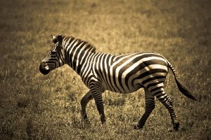 Milyen állat a zebra?