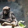 A csimpánznak is van öntudata?