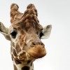 Miért olyan különleges állat a zsiráf? 10 lépésben bebizonyítjuk!