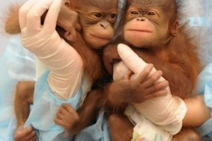 Orángután ikrek születtek a hongkongi állatkertben