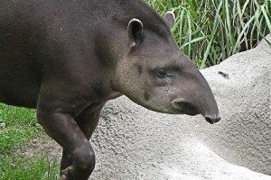 A tapírok