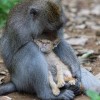 Kiscicát fogadott örökbe egy makákó Indonéziában