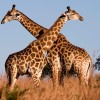 Új módszer a zsiráfok korának meghatározására