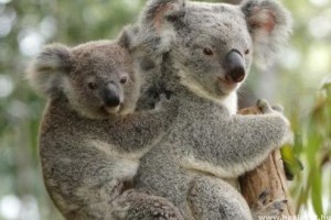 Védelmet kaptak a koalák