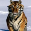 Nőtt a szibériai tigrisek száma Kína északkeleti vidékén