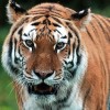 Oroszország - Veszélyben az amuri tigrisek és a leopárdok távol-keleti élőhelye