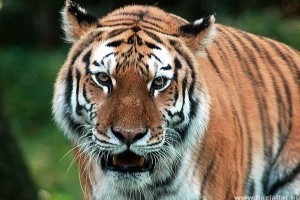 Oroszország - Veszélyben az amuri tigrisek és a leopárdok távol-keleti élőhelye