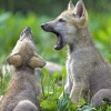A farkaskölykök előbb kezdik felfedezni környezetüket, mint a kutyák