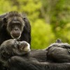 A csimpánzok rövidtávú memóriája jobb az emberénél