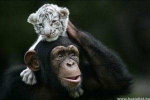 Csodálatos állatok: A csimpánz és a tigriskölykök