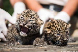 Afrikai leopárdtestvérpár született Nyíregyházán