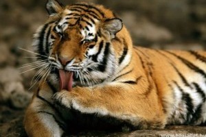Agykárosító szopornyica terjed az amuri tigrisek között