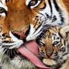 Tigris, oroszlán és hópárduc génjeit térképezte fel egy kutatócsoport