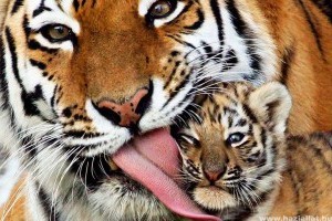 Tigris, oroszlán és hópárduc génjeit térképezte fel egy kutatócsoport