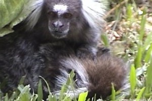 Haldokló társát gondozta egy vadon élő hím majom