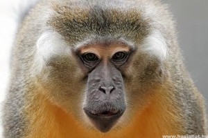 Aranyhasú mangábé majmok érkeznek a Fővárosi Állat-és Növénykertbe