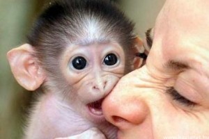 A háziállatként tartott majmok összeírását sürgetik