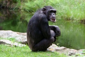 A csimpánzok képesek megváltoztatni hangjelzéseiket, ha új csoportba kerülnek