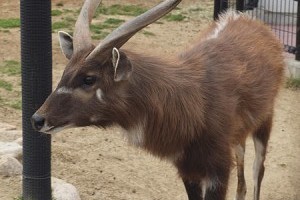 Szitatunga született a Nyíregyházi Állatparkban