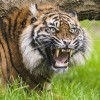 Párt kapott a nyíregyházi szumátrai tigris