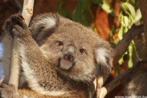 Hangjukat felemelve kerülik el a konfliktusokat a hím koalák